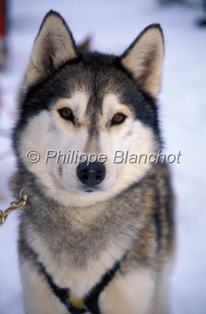 canada ontario  22.JPG - Portrait d'Husky Siberian huskyElevage chiens de traîneauSouthriverOntarioCanada